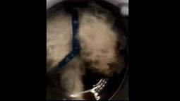 Tortura animal: Filmó a su perro dentro de la lavadora para hacerse famosa y recibió la indignación de Instagram