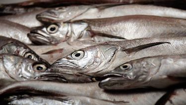 Empresa pesquera del Biobío logra 98% de valorización de residuos y renueva certificación Zero Waste Empresa pesquera del Biobío logra 98% de valorización de residuos y renueva certificación Zero Waste