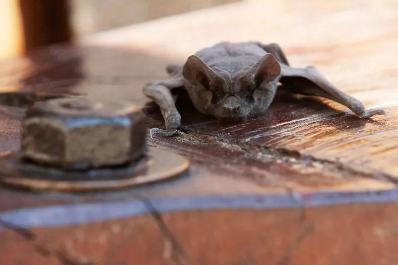 24807 a uno 097901.webp