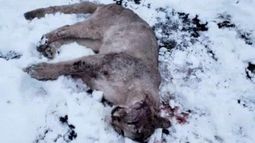 Encuentran un puma baleado en el Parque Nacional Torres del Paine