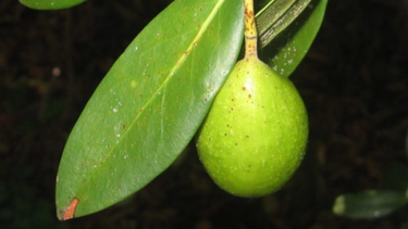 Queule, árbol endémico de Chile. BioGEM.