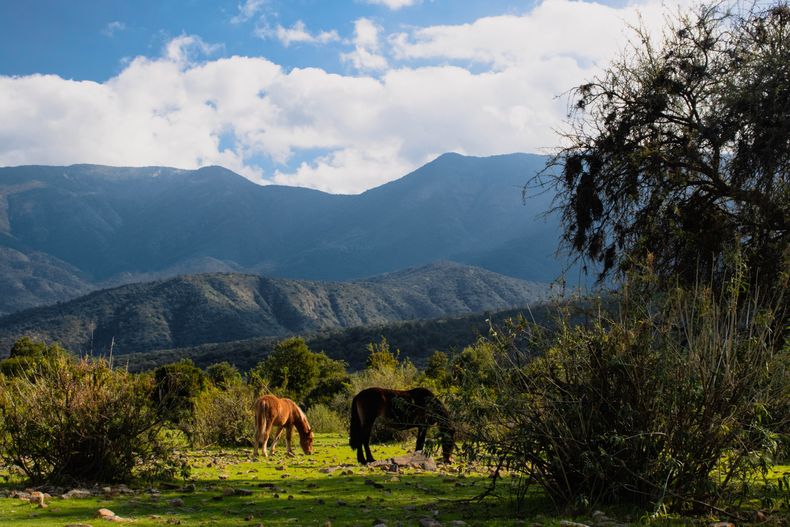 Ganadería tashumante en los Andes centrales.&nbsp;