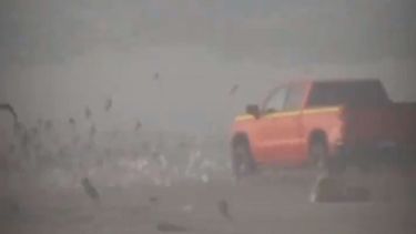 Parte empadronado: Castigo de Gobernación Marítima contra conductor que atropelló aves en Ritoque