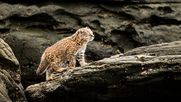 Gato guiña, nativo de Chile. La especie está siendo afectada por enfermedades contagiadas por perros y gatos.&nbsp;