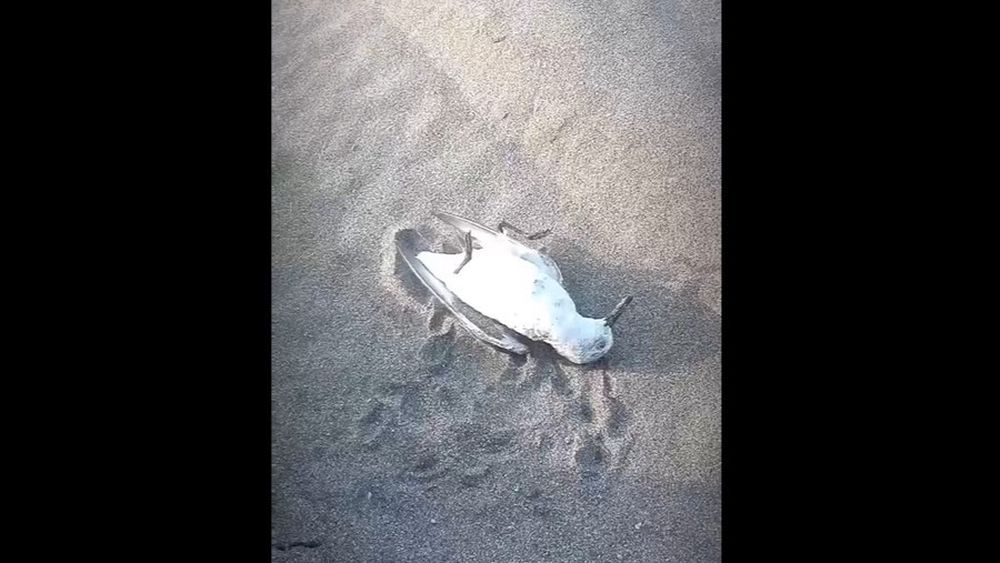 Ritoque: PDI confirma que sujeto que mató a aves está identificado y con orden de detención inminente