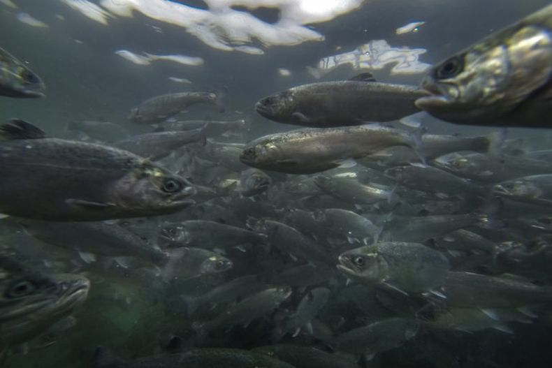 MKohut_WWF_CHILE_AQUACHILE_SALMON_FARM 768x512 1.jpg