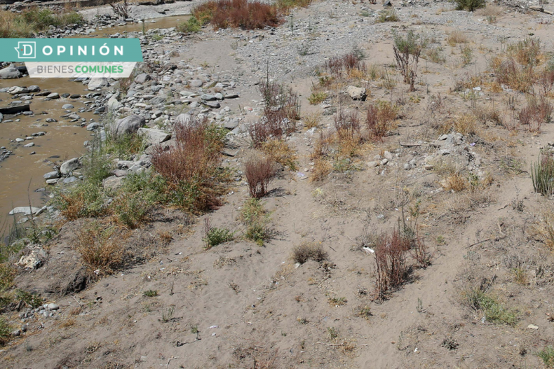 Megasequia e1711129716265.png