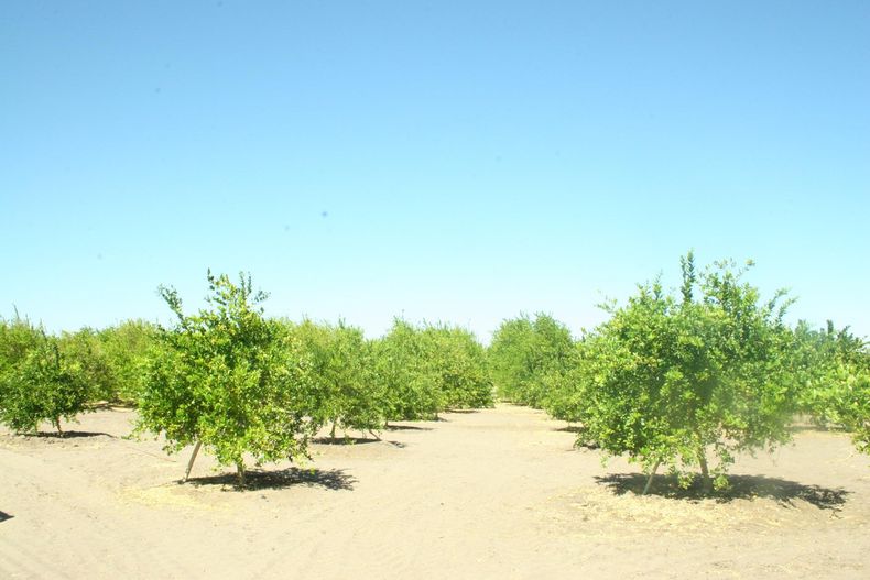 LIMON DE PICA.jpg
