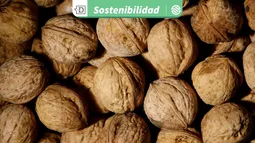 Reutilizando residuos agrícolas: Cáscaras de nueces pueden producir energía eléctrica con tan solo añadir gotas de agua