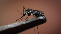 Debug: Proyecto de Google busca combatir el dengue, el zika y la chikungunya con mosquitos estériles Debug: Proyecto de Google busca combatir el dengue, el zika y la chikungunya con mosquitos estériles