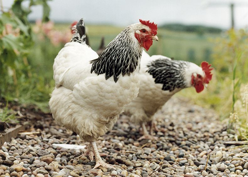 gallinas.jpg