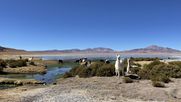 Salar de Tara, ecosistema amenazado por la minería. Salar de Tara, ecosistema amenazado por la minería.