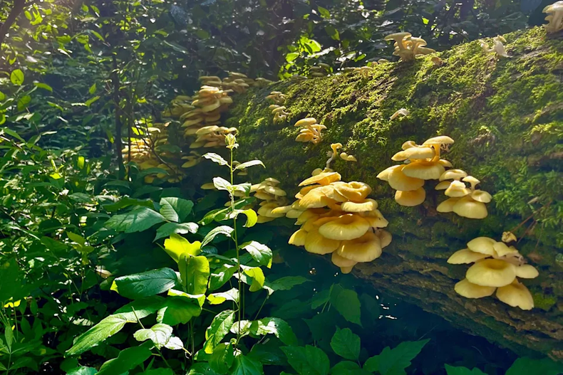 Imagen referencial sobre biodiversidad de hongos en Chile - Agencia EFE