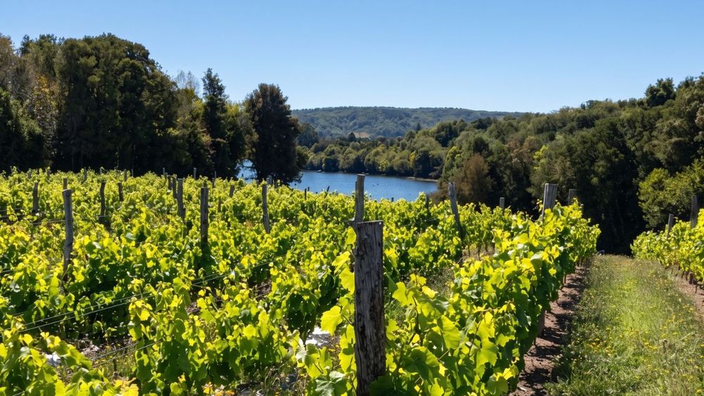 En el Día Nacional del Vino, el enólogo Pablo Cañón explica cómo el cambio climático y la menor demanda joven empujan a las viñas chilenas hacia el sur y a innovar con nuevos productos.