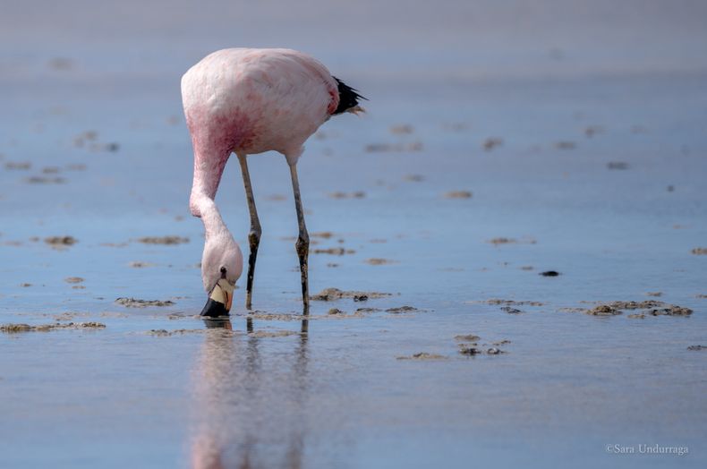 La presencia de flamencos andinos convive en Maricunga con actividades de exploración asociadas a la extracción de litio, uno de los desafíos actuales para la conservación del salar.