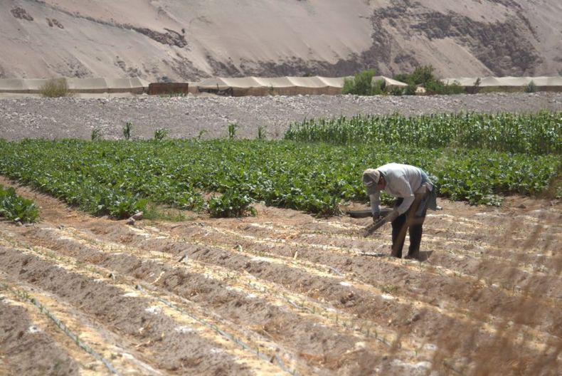 agricultura desierto 2 e1711465196590.jpg