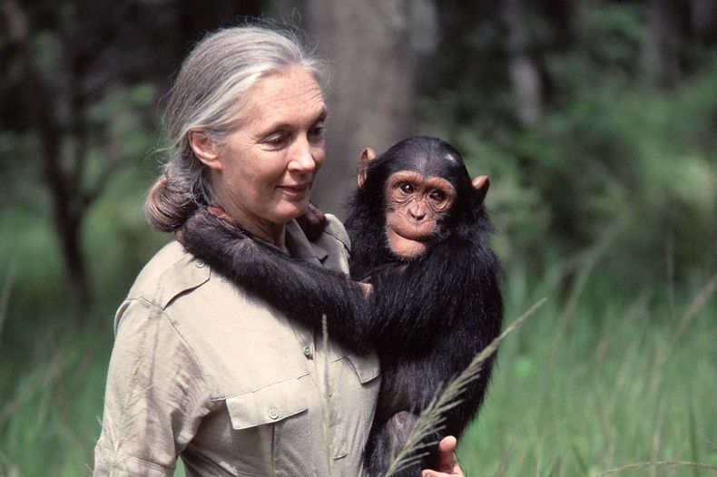 jane goodall 1.jpg