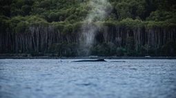 Chile crea el Parque Nacional Cabo Froward, casa de la conífera más austral del mundo