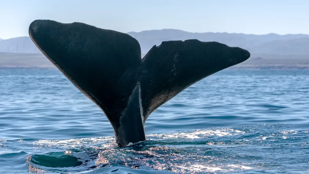 Cachalotes, bioluminiscencia y cañones submarinos: La magia que atrae interés científico al lugar donde se quiere instalar Dominga
