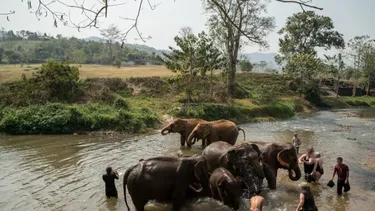 Exclusivo baño con elefantes para turistas en Tailandia: Animalistas los enemigos número uno