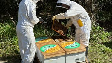 Un millón y medio de abejas serán adoptadas por marca mexicana para su conservación