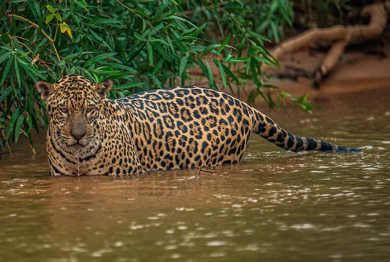 31537 pantanal agencia efe.webp