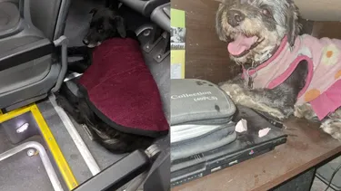 Desesperada búsqueda de mascotas: Redes se llenan de perritos perdidos tras fuegos artificiales de Colo Colo