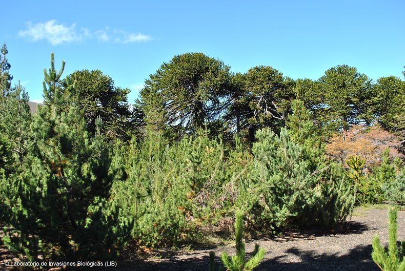 Araucarias y pinos 1.jpeg