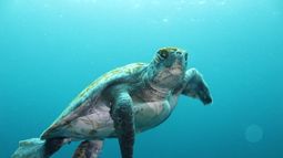 Siete países se unirán en proyecto chileno que busca estudiar la basura para la conservación de las tortugas marinas en América Latina