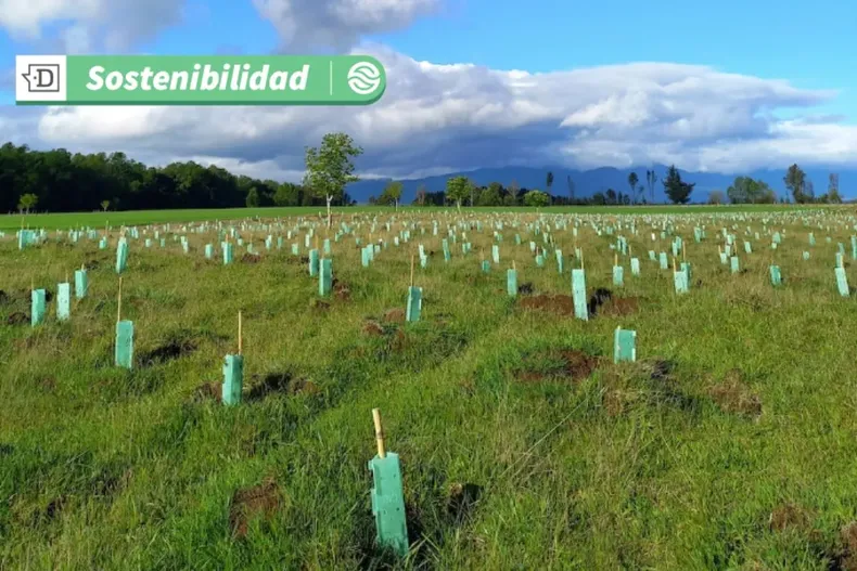 17239 diseno sin titulo 2025 06 11t091529.webp