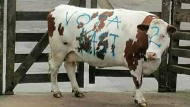 El Desconcierto | Vota kast.jpg