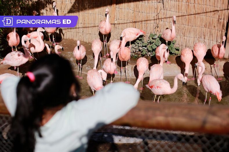 El Zoologico Metropolitano es gratuito hasta diciembre.jpeg