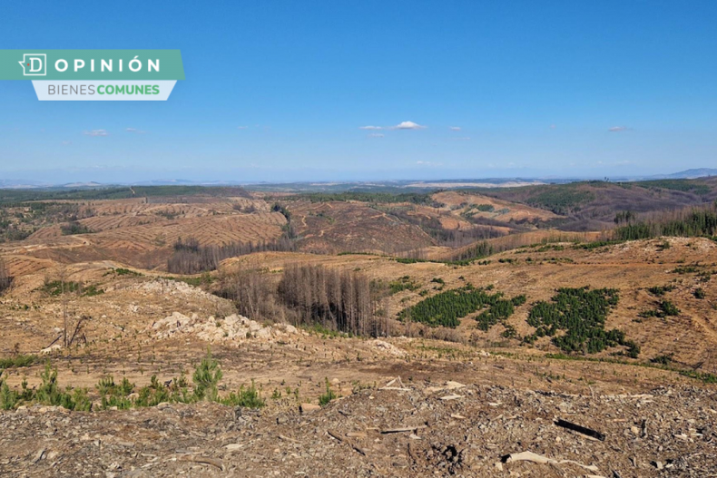 Impacto forestales e1716839666218.png