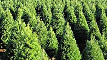 El Desconcierto | Plantacion de pinos.jpg