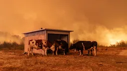 Incendios forestales en Chile son noticia mundial: Líderes como Trump o Sheinbaum comprometen ayuda