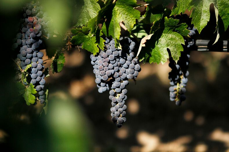 3829 vino chile.jpg