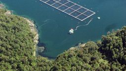 Denuncian intento parlamentario de permitir salmonicultura en mares de pueblos originarios