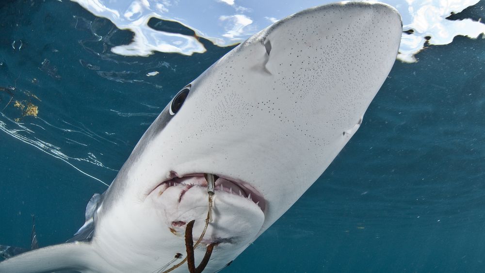 UICN actualiza su Lista Roja: más de 30 especies de tiburones y rayas en peligro de extinción en Chile