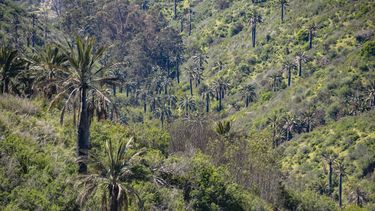 Drones con cámaras de calor detectan a ladrones de cocos de palma chilena, especie protegida