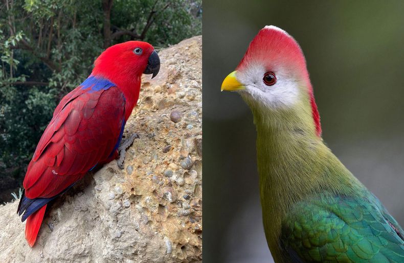 Parque Tricao luce hermoso colorido de aves en Fiestas Patrias - Gentileza Parque Tricao