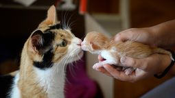 Condominio multó a vecinos con más de $5 millones por tenencia de mascotas: Corte ordenó devolver montos