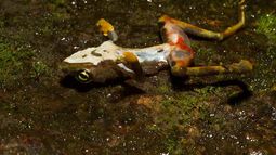 Las enfermedades emergentes que amenazan la fauna silvestre