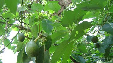 El Desconcierto | palta.jpg