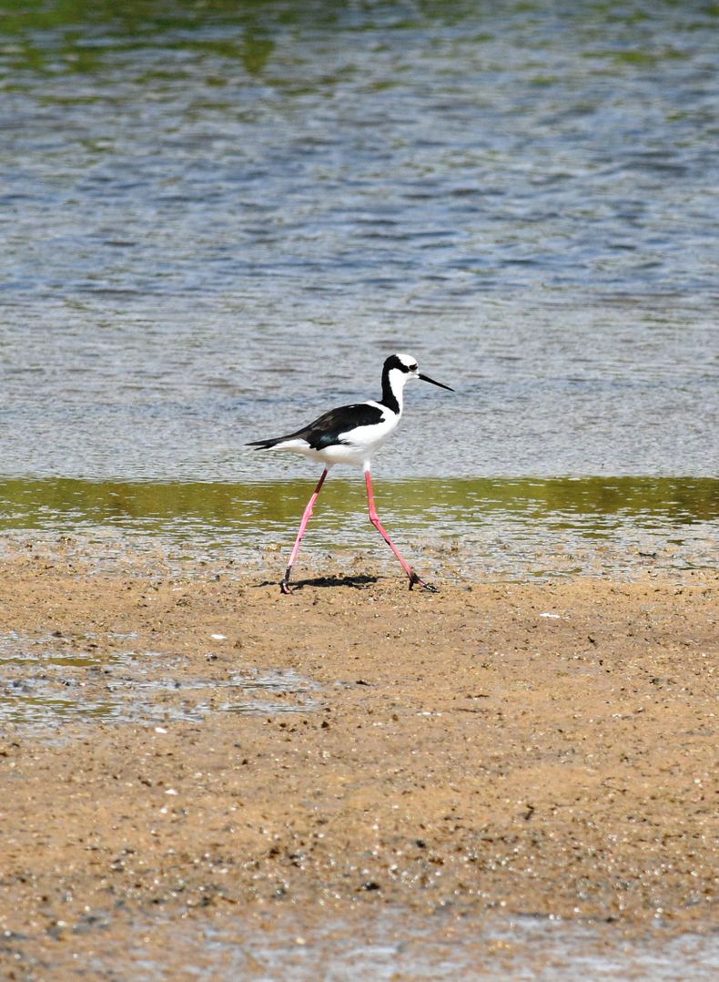 Aves de los Humedales de Pichilemu, Perrito