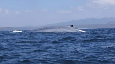 Barcos que circulen por sur de Chile ahora tienen mapa especial para evitar choques con ballenas
