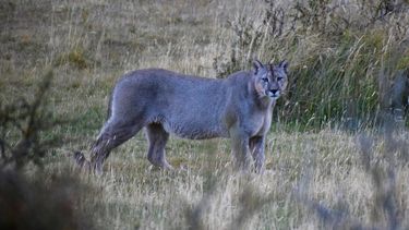 El Desconcierto | Puma macho recien comido I 1200x800 1.jpg