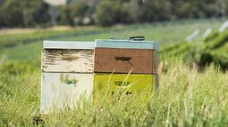 Evalúan servicios de ecosistemas en agroindustria para priorizar su conservación