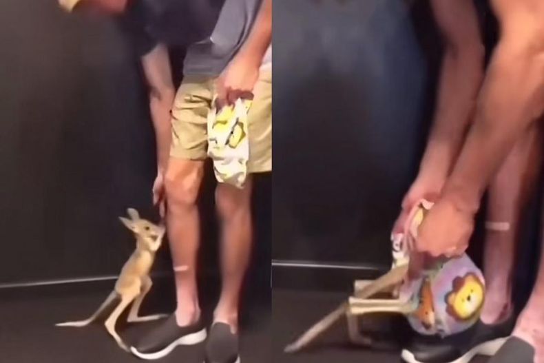 video lo mas tierno que veras hoy canguro bebe salto a bolsa para sentirse protegido e1695919575176.jpeg