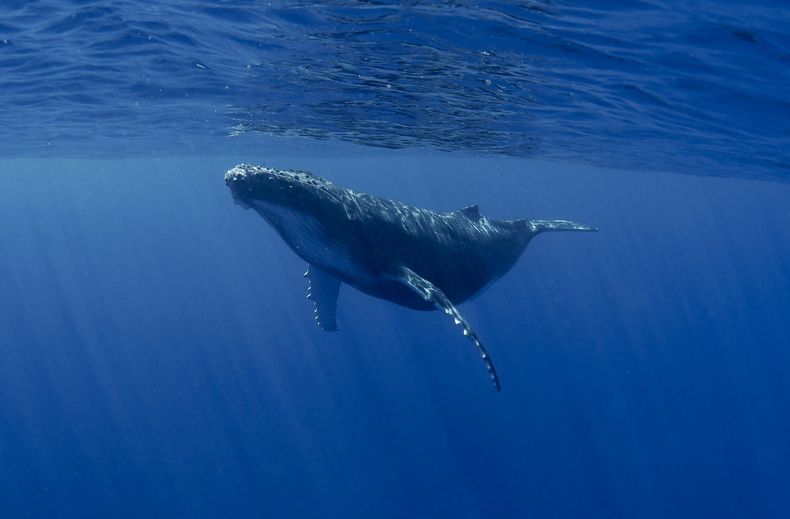 ballena azul.jpg