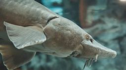 VIDEO| Encuentran cadáver de extraño pez prehistórico en la costa este de Estados Unidos